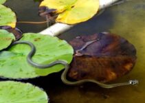 Do Ponds Attract Snakes?