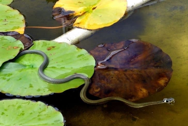 snake-at-pond