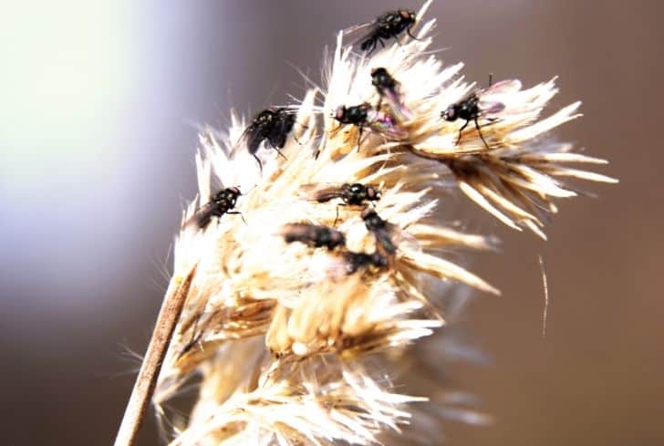 flies-on-grain-plant