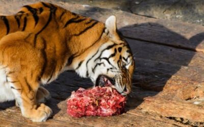 5+ Reasons Why Can Animals Eat Raw Meat