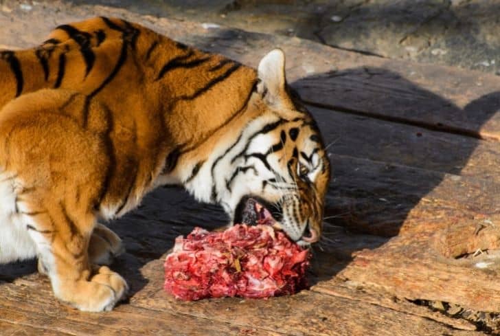 tiger-eating-raw-meat