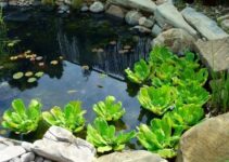 Do Ponds Attract Mice and Rats? (And What Attracts Them?)