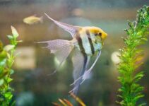 Can Angelfish Live in a Pond?