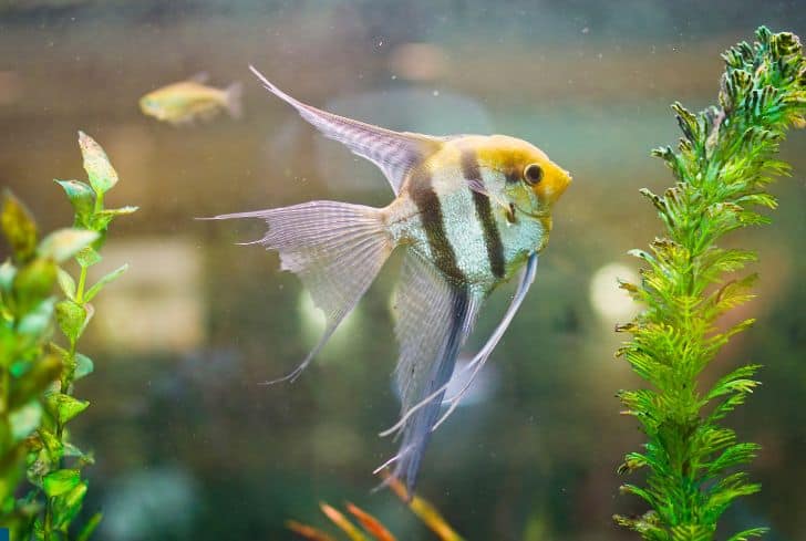 Can Angelfish Live in a Pond?