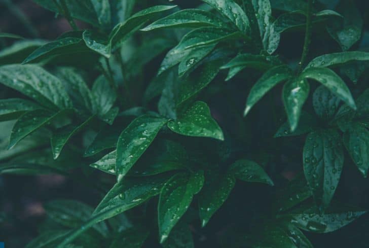 Do Plants Sweat? (And What Causes It?)