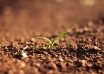 Does the Soil Need Sunlight? (Why or Why Not?)
