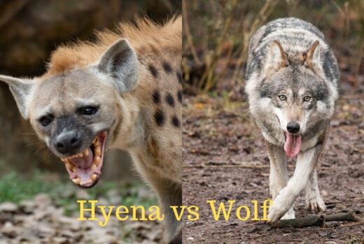 Hyena vs Wolf [Differences & Strength Comparison] | Earth Eclipse
