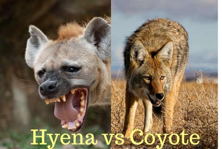 Hyena vs Coyote [Differences & Strength Comparison]