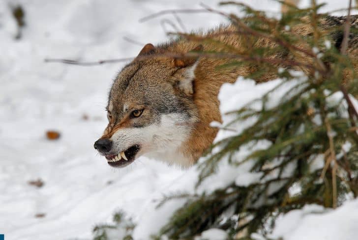 Wolf-in-wild