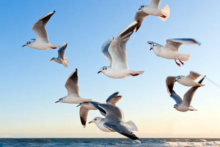 birds-flying-above-the-sea