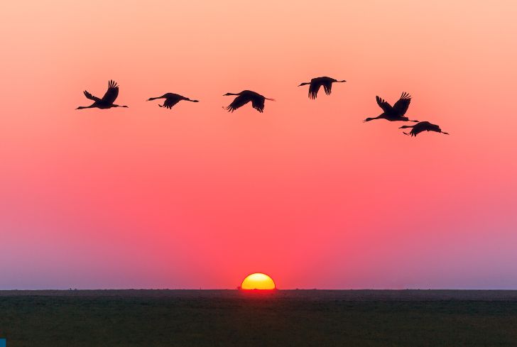 birds-flying-at-sunset
