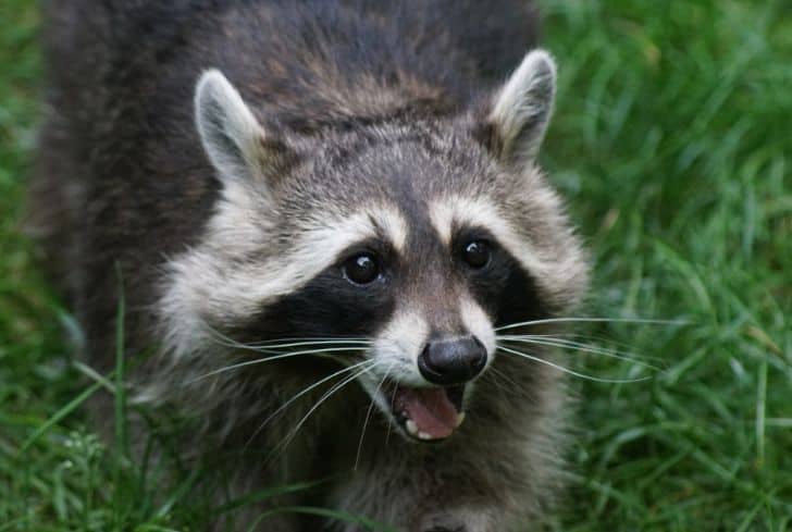 eastern-raccoon