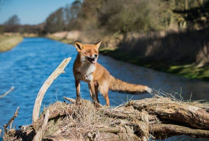 fox-on-river-side