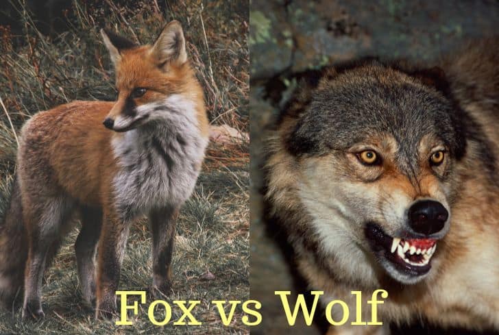 Wolf vs Fox: Who Would Win in a Fight?