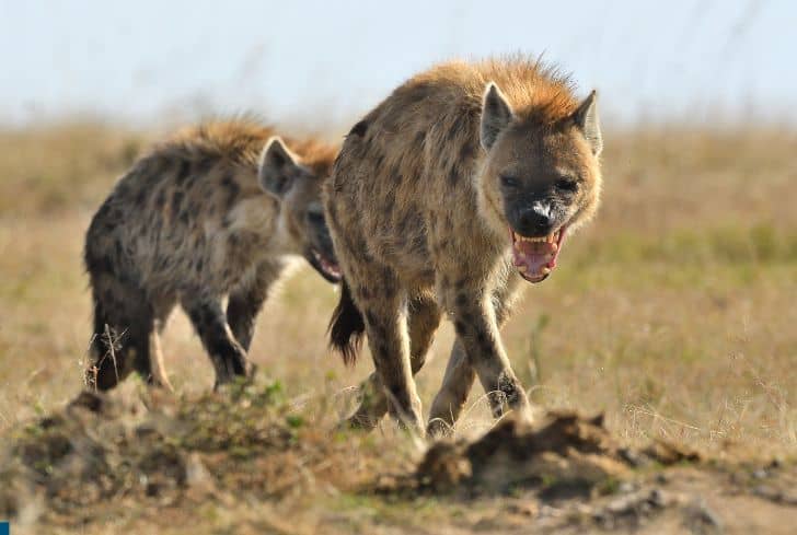 hyena-looking-for-prey