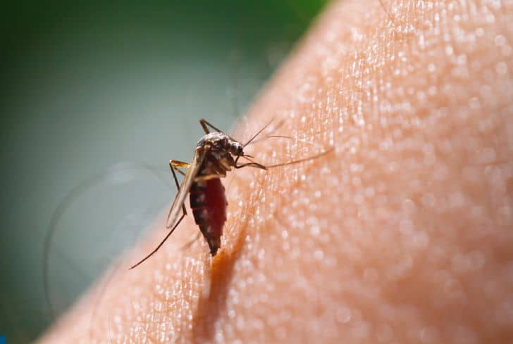 How High, Far and Fast Can Mosquitoes Fly? 