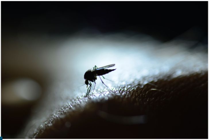 mosquito-closeup