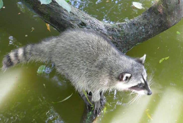 north-american-raccoon