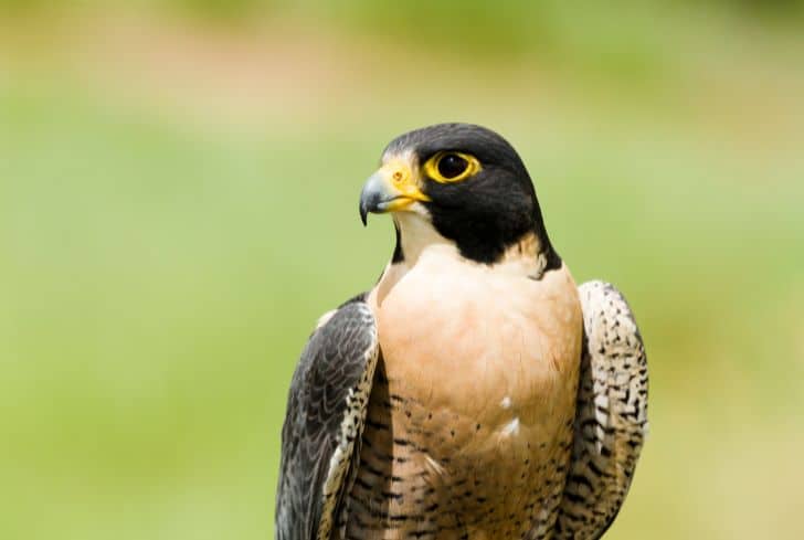 peregrine-falcon