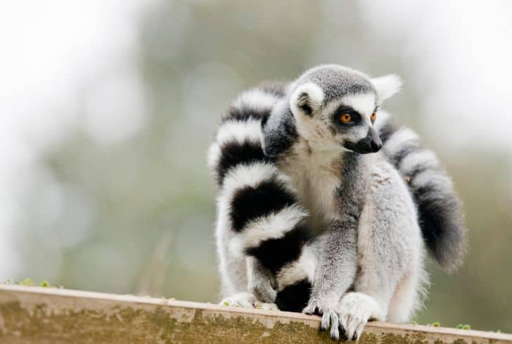 ring-tailed-lemur
