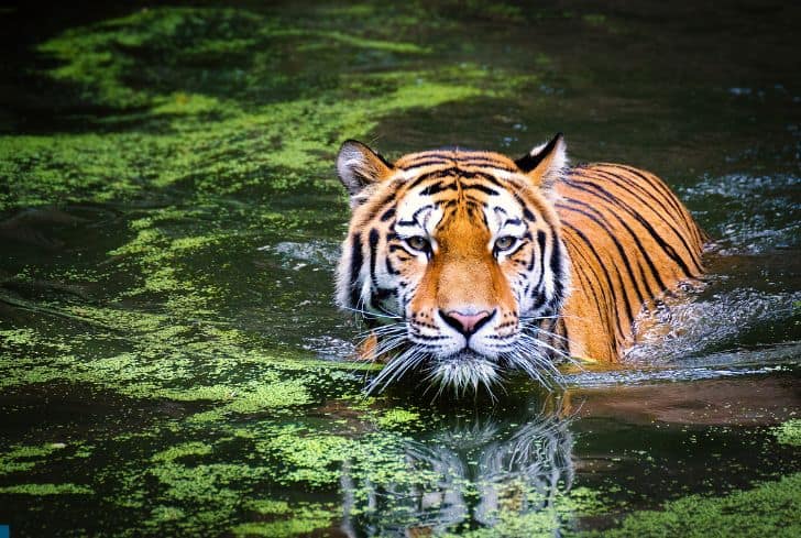 tiger-looking-for-prey-in-pond