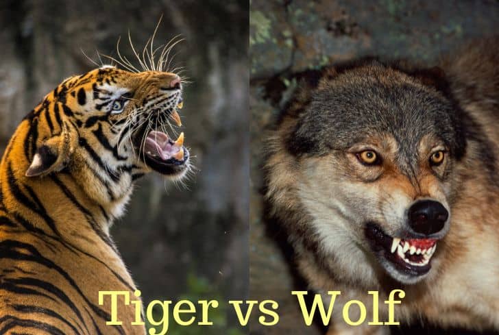 Wolf vs Tiger: Who Will Win in a Fight?