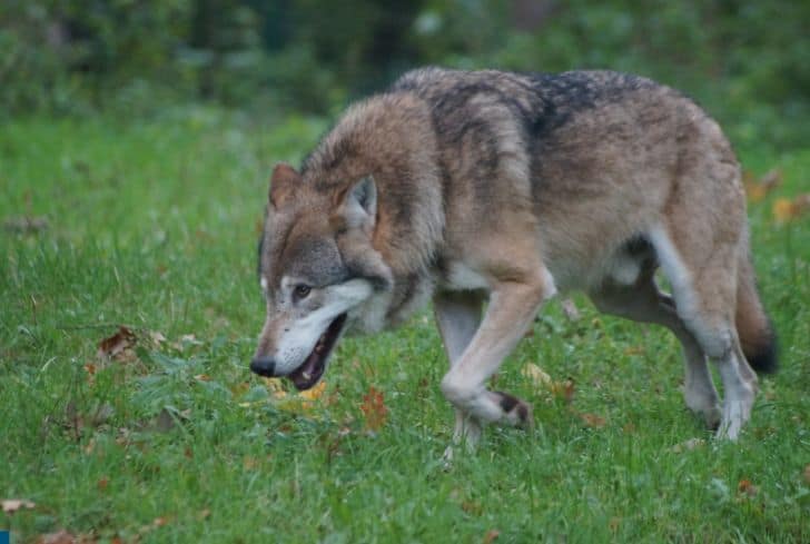 wolf-looking-for-prey