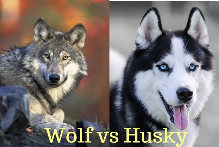 Wolf vs Husky: Who Would Win in a Fight?