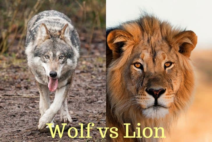 Wolf vs Lion: Who Would Win in a Fight? | Earth Eclipse