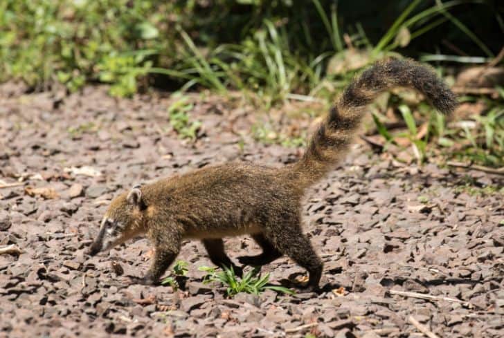 15 Awesome Animals Similar to Raccoons (With Pictures) | Earth Eclipse