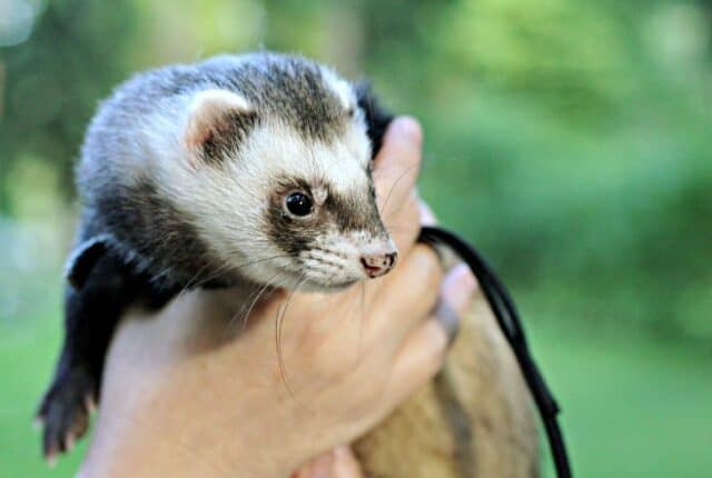 15 Awesome Animals Similar to Raccoons (With Pictures) | Earth Eclipse