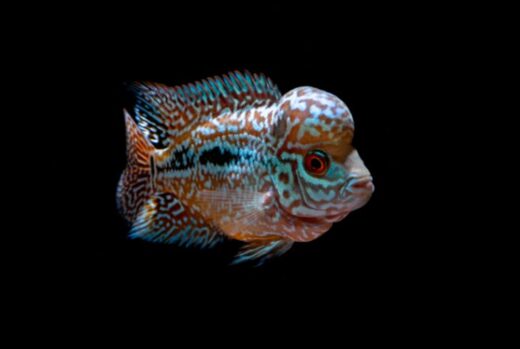 15 Types of Fish With Big Foreheads (With Pictures) | Earth Eclipse
