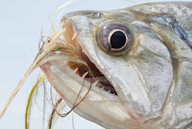 13 Types of Fish With Big Teeth (With Pictures) | Earth Eclipse