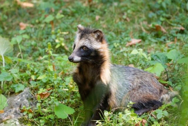 15 Awesome Animals Similar to Raccoons (With Pictures) | Earth Eclipse