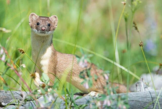 15 Awesome Animals Similar to Raccoons (With Pictures) | Earth Eclipse