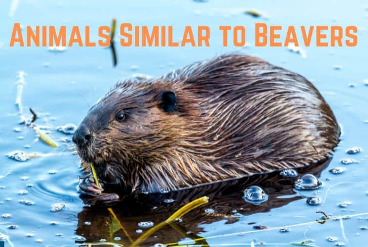 13 Amazing Animals Similar to Beavers (With Pictures) | Earth Eclipse