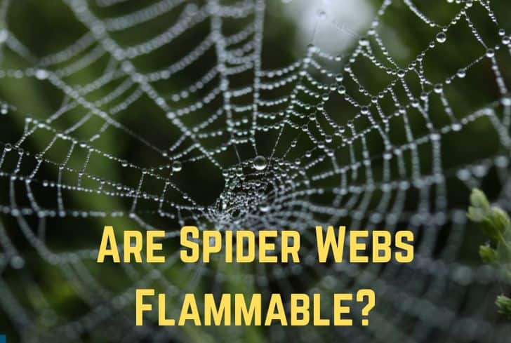 Are Spider Webs Flammable? (Yes. Sort of)