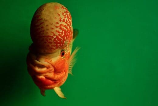 15 Types of Fish With Big Foreheads (With Pictures) | Earth Eclipse