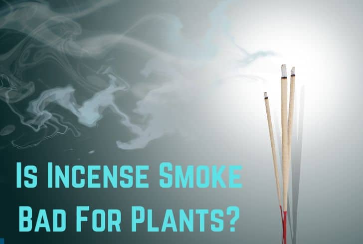 Is Incense Smoke Bad For Plants? (Yes, it is)