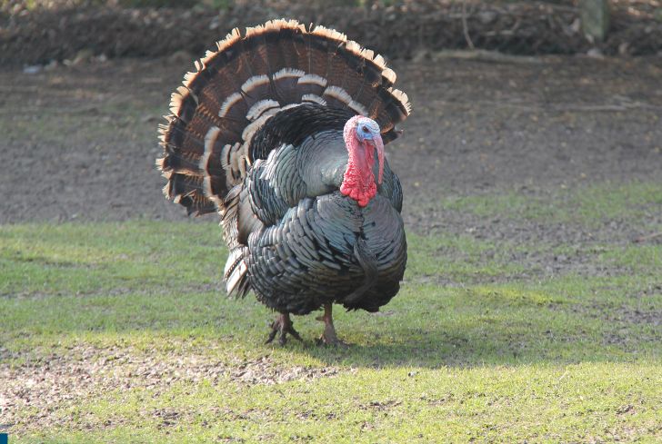 How High, Fast and Far Can Turkeys Fly? (Answered)