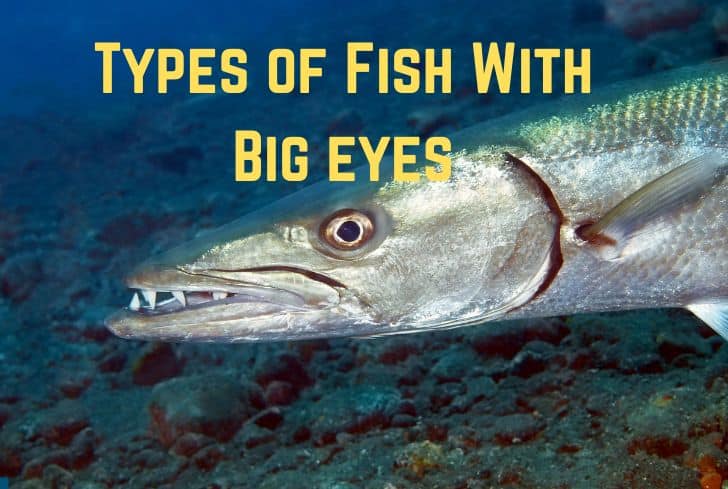 17 Fascinating Fish With Big Eyes (With Pictures)