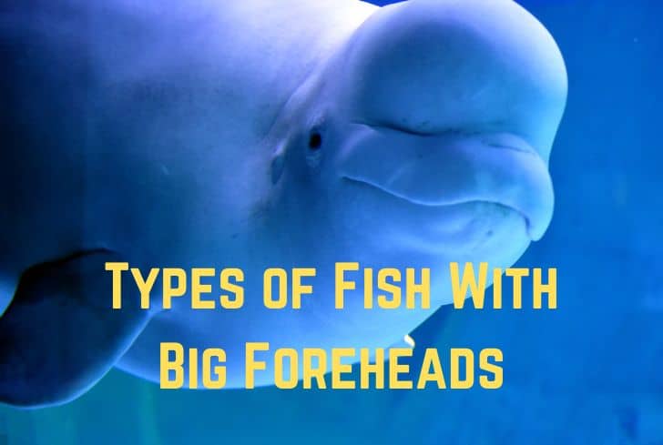 15 Types of Fish With Big Foreheads (With Pictures)