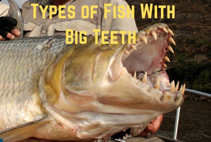 13 Types of Fish With Big Teeth (With Pictures)