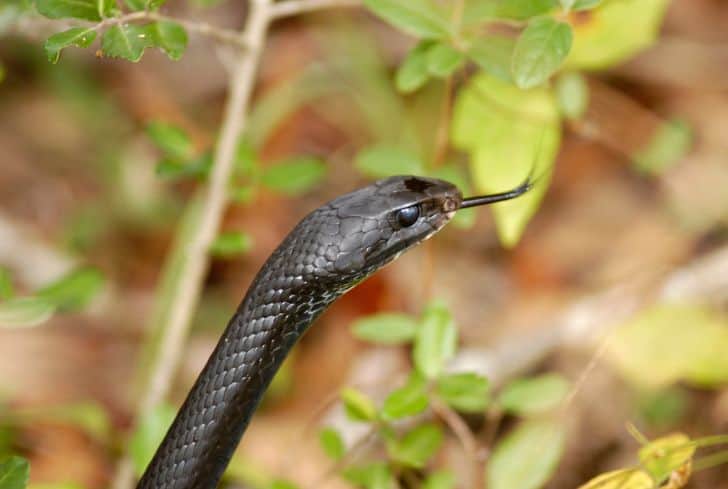 Black-swamp-snake