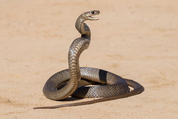 Eastern-king-snake