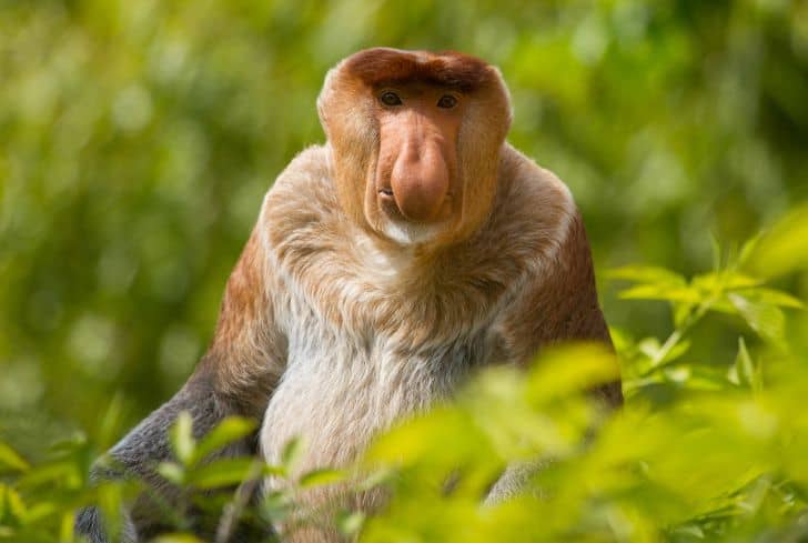 Proboscis-monkeys-