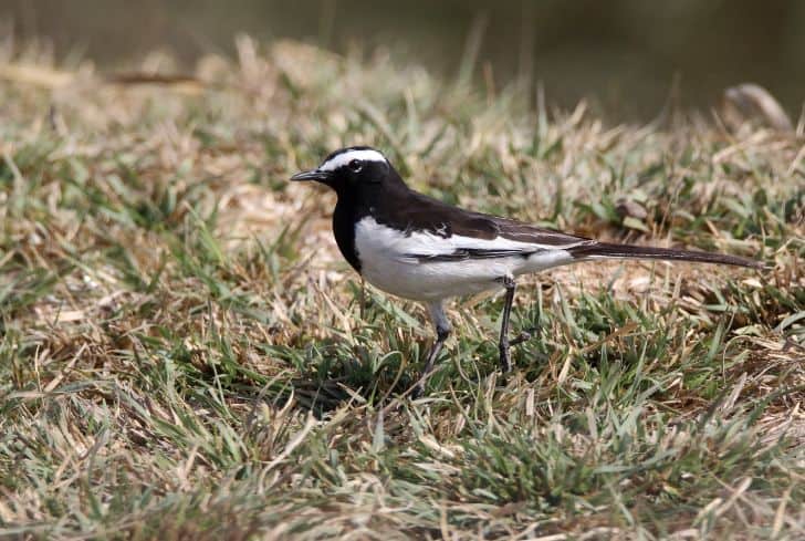 White-browed-Wagtail