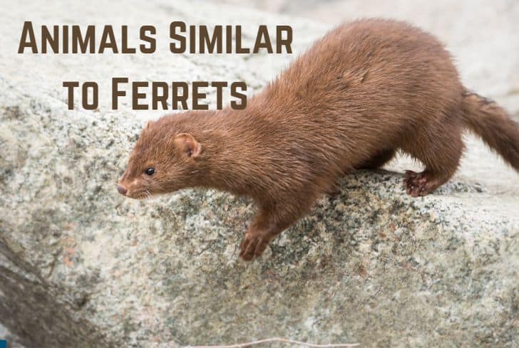 17 Amazing Animals Similar to Ferrets (With Pics)