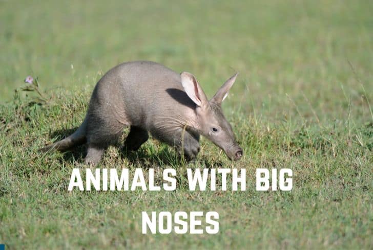15 Amazing Animals With Big Noses (Pictures Inside)