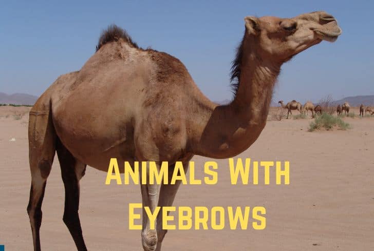 17 Amazing Animals With Eyebrows (With Pictures) 